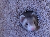 ferrets
